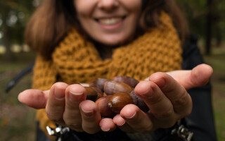 Are you an acorn spotter?